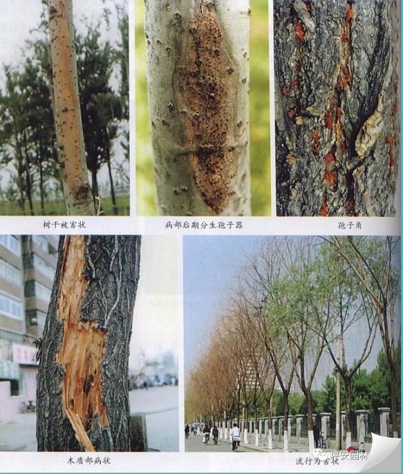 病害预警!4月份关于杨树腐烂病你不得不知道的四大要点!