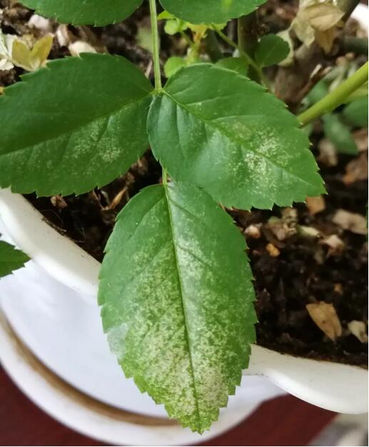首页 >新闻中心  症状      红蜘蛛对月季的危害是从下部叶片开始的